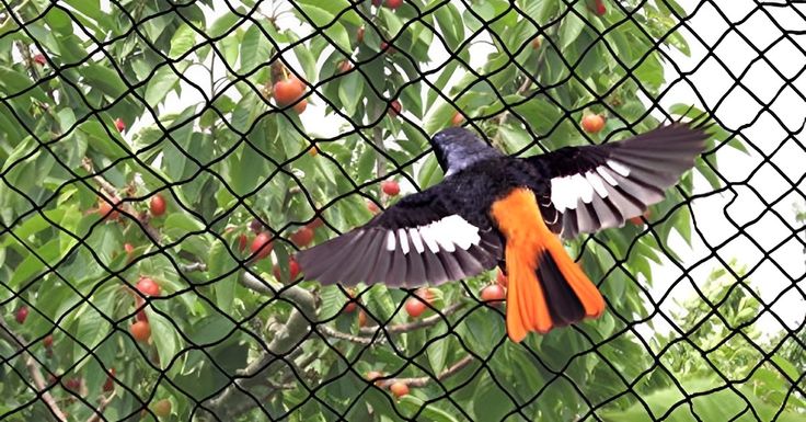 protecting your space the ultimate guide to anti bird nets in chennai
